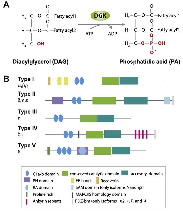 Catalytic function of the DGK family and classification of mammalian DGK. 